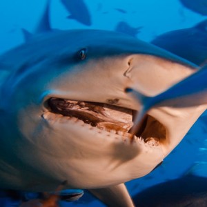 Bull shark diving