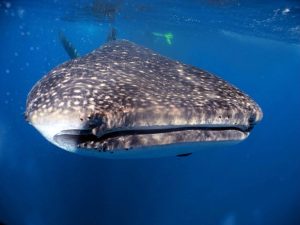 whale shar cancun