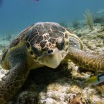 scuba diving cancun turtle
