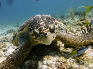 scuba diving cancun turtle