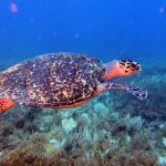 scuba diving cancun 