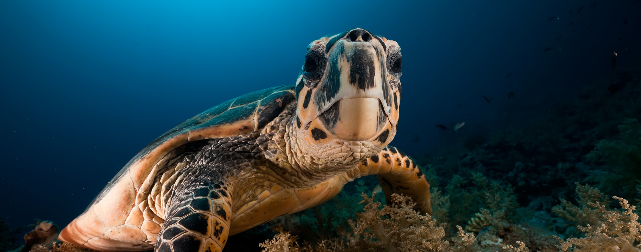 scuba diving cancun