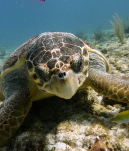 Cancun Diving Package 4