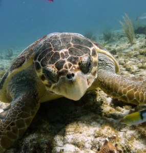 Cancun Diving Package 4