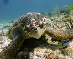 Scuba Diving in Cancun