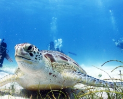 LEARNING TO SCUBA