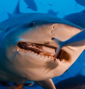 Bull Shark Scuba Diving