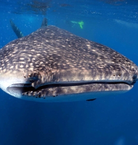 Whale Shark Tour
