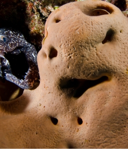 Cozumel Diving