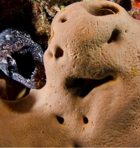 Cozumel Diving