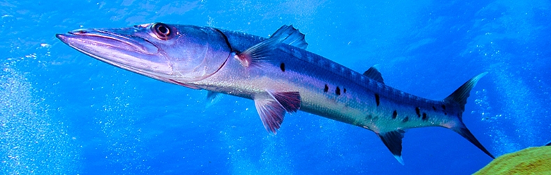 barracuda-cancun