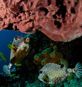 Cancun Diving Package