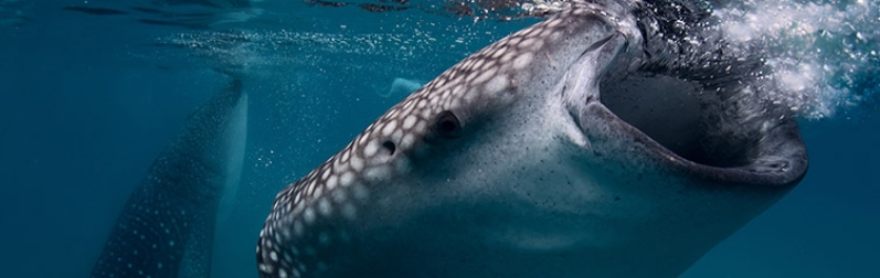 whale-shark-SNORKELING